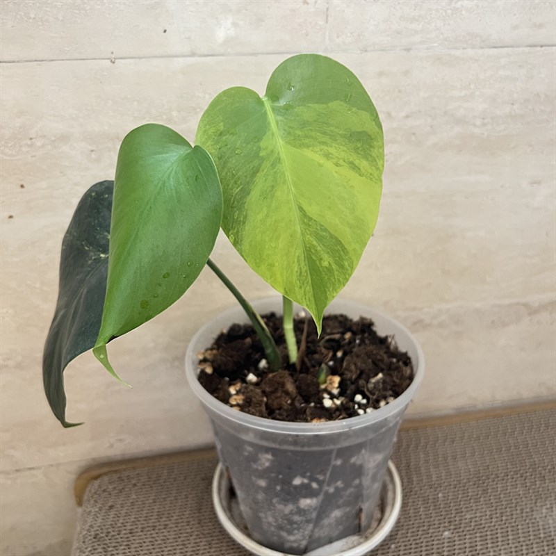 黄锦龟背竹 黄龟小苗 室内植物盆栽绿植