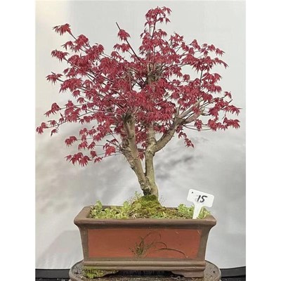 矮化红枫盆栽枫树盆景室内室外客厅书房嫁接矮桩观叶绿植带叶发货