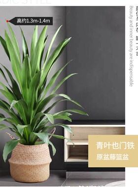 青叶也门铁大型室内外观叶绿植盆栽四季常青净化空气好养耐阴昆明