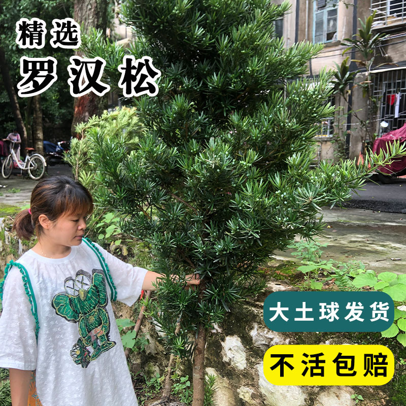 罗汉松树苗四季常青罗汉松可做盆景树桩庭院阳台植物花卉盆栽绿植