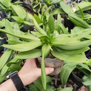 花无缺 原种蝴蝶兰随即色 多花剑 带香味 3.5寸多苗