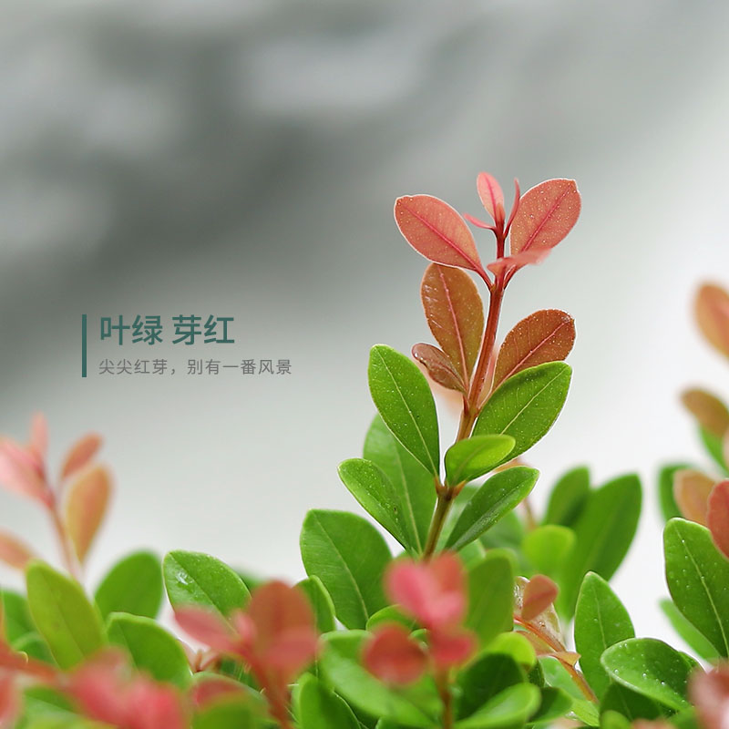 小叶赤楠盆栽盆景绿植黄杨金丝楠木好养客厅四季常青北欧简约植物