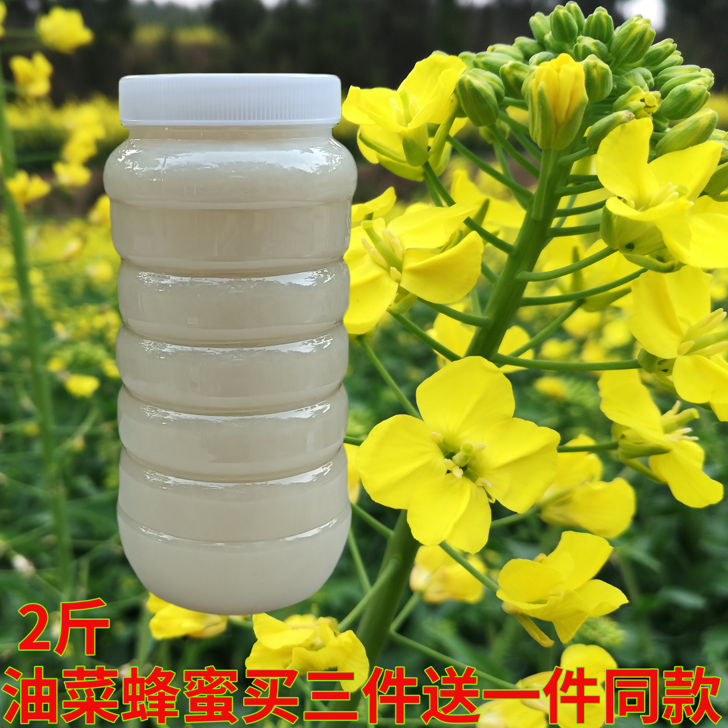 油菜蜂蜜2025年农家自产菜花蜜2斤白蜜结晶蜂蜜