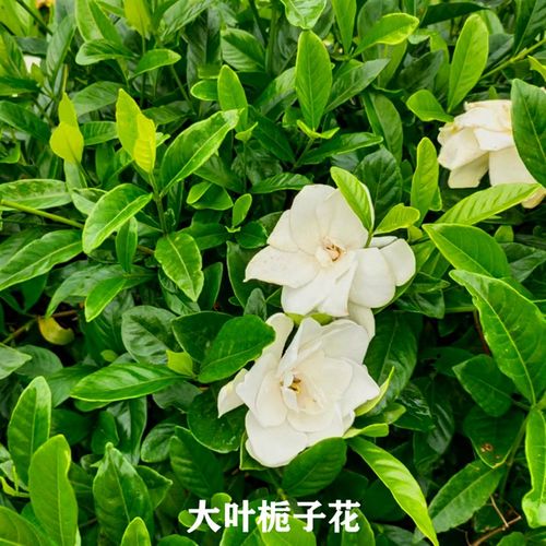 栀子花苗重瓣牡丹大花大叶小叶雀舌栀子白蟾花室内芳香庭院常绿化