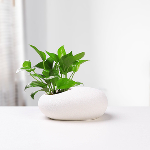 铜钱草水培专用花盆陶瓷黑白简约绿萝水养植物椭圆无孔花器带托盘