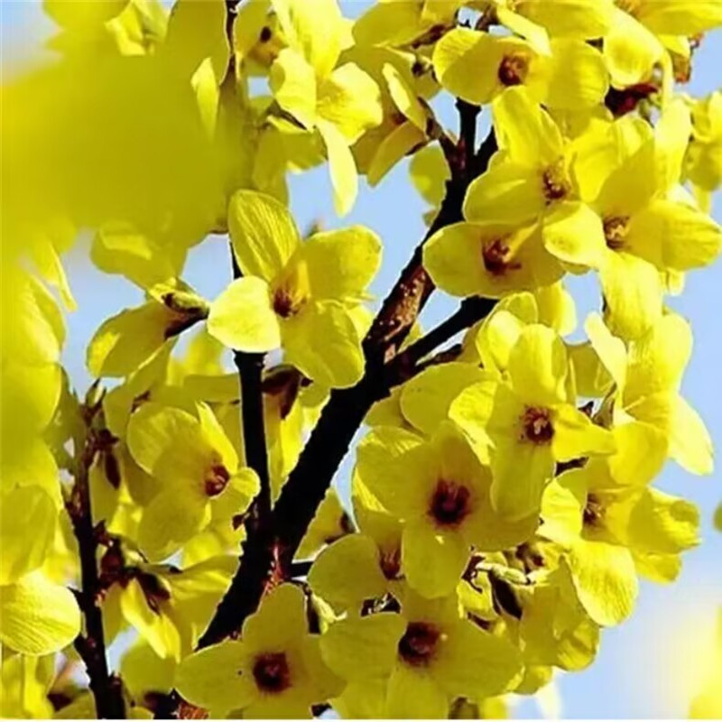 连翘树苗连翘苗迎春花苗黄老虎阳台别墅庭院绿化苗木耐寒好养植物