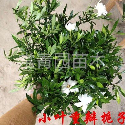 栀子花树苗盆栽四季绿植阳台大叶小叶牡丹桅子花室外庭院枝枝花