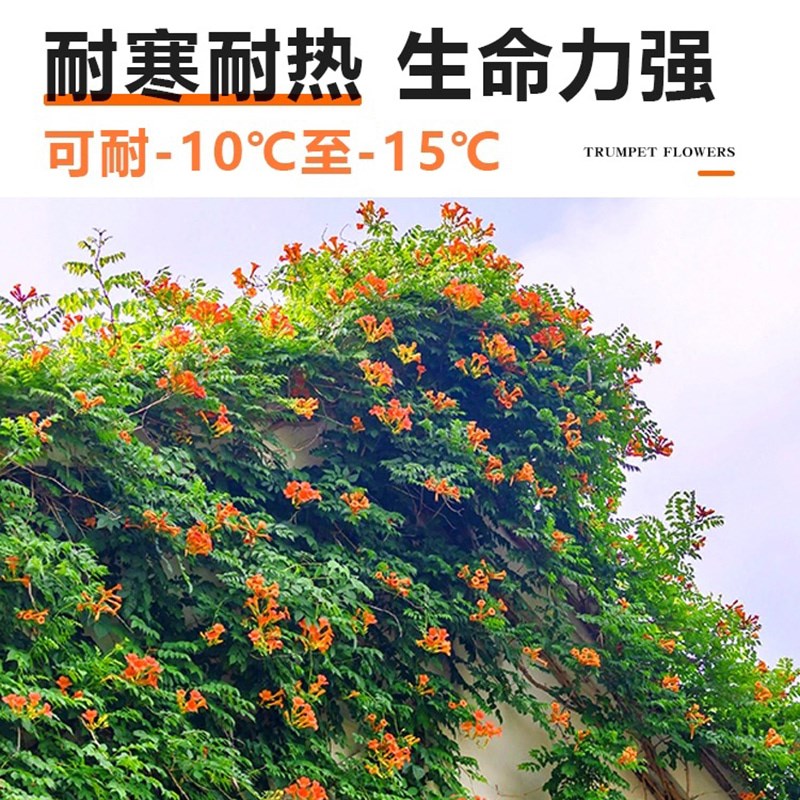 凌霄花苗爬藤植物阳台庭院耐寒老桩炮仗花盆栽紫藤凌宵四季开花卉