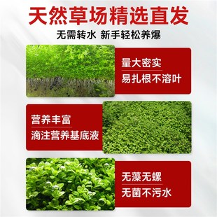 爬地矮珍珠水草植物网片坨草无菌杯养鱼缸造景净化水质矮水草真草