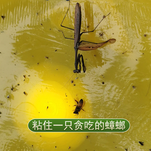 灯下小飞虫灭杀神器粘捕式灭虫灯飞蛾贴蛾蠓室内苍蝇蚊子诱捕捉器
