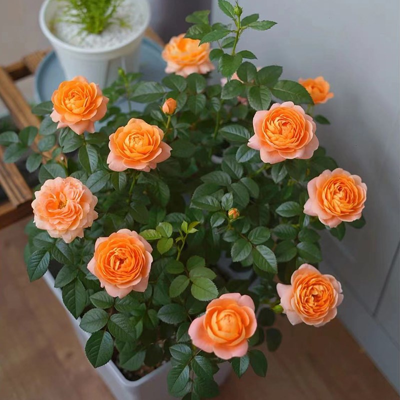 果汁阳台月季盆栽四季开花卉玫瑰带花苞阳台庭院爬藤植物蔷薇花苗