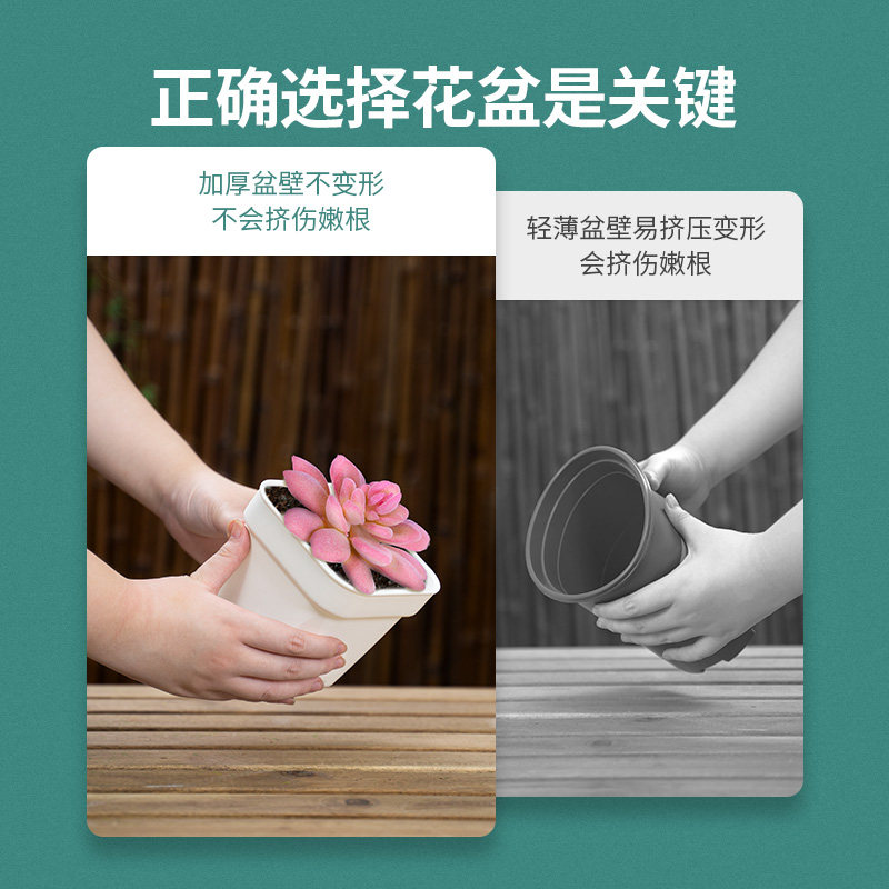 塑料小方盆多肉花盆特厚白方盆叶插生石花植物方形育苗盆托盘加厚,鲜花速递/花卉仿真/绿植园艺,花盆,淘宝优惠券,粉丝福利购,淘宝优惠卷