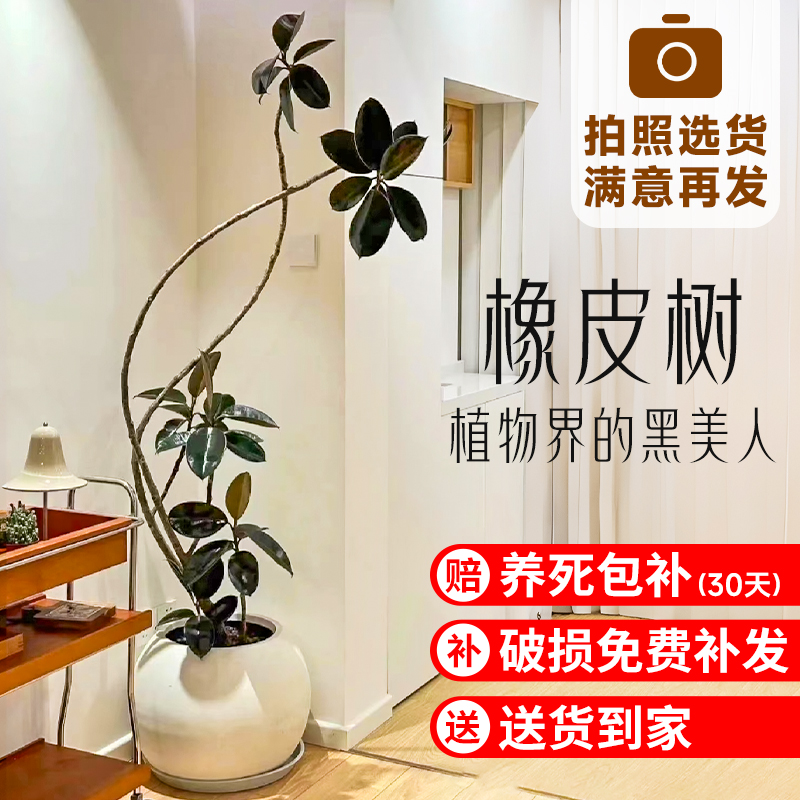 黑金刚橡皮树客厅大盆栽造型室内大型绿植好养四季办公室阳台植物