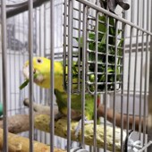 304不锈钢小中大型鹦鹉水果蔬菜喂食篮鸟用多功能喂蔬菜牡丹玄凤