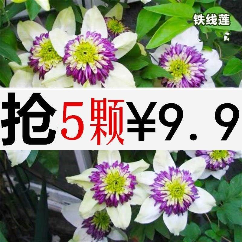 5棵9.9四季铁线莲花苗带芽爬藤植物花卉盆栽观花植物室内花庭院包,鲜花速递/花卉仿真/绿植园艺,花托/移动托盘,淘宝优惠券,粉丝福利购,淘宝优惠卷