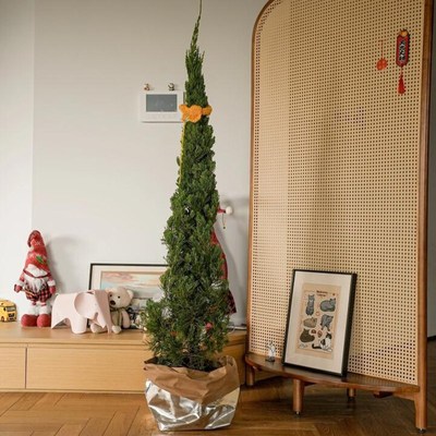圣诞树真树龙柏树苗盆栽松柏云杉室内客厅大型绿植物户外庭院好养
