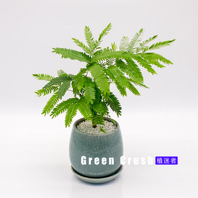 密叶猴耳环害羞猴中式庭院喜耐阴室内绿植网红观叶小盆栽 植迷者