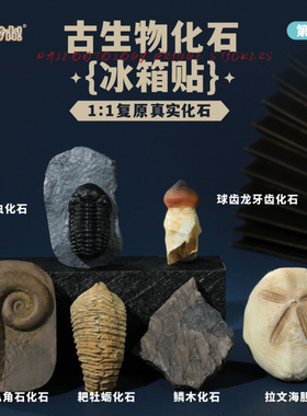 匹诺文创冰箱贴古生物化石立体装
