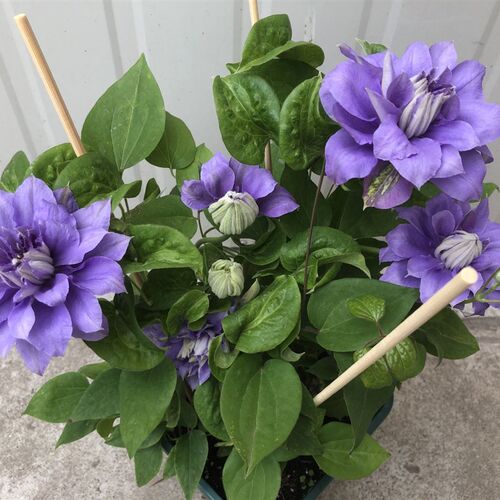 铃兰家 円空攀援铁线莲爬藤花苗植物盆栽包对版紫色多花当年开花