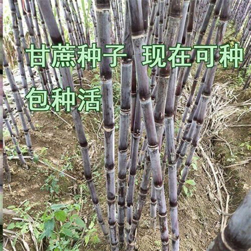 甘蔗种苗正宗多汁广西黑皮甘蔗种易种植黄皮超甜节长南北方甘蔗苗图片