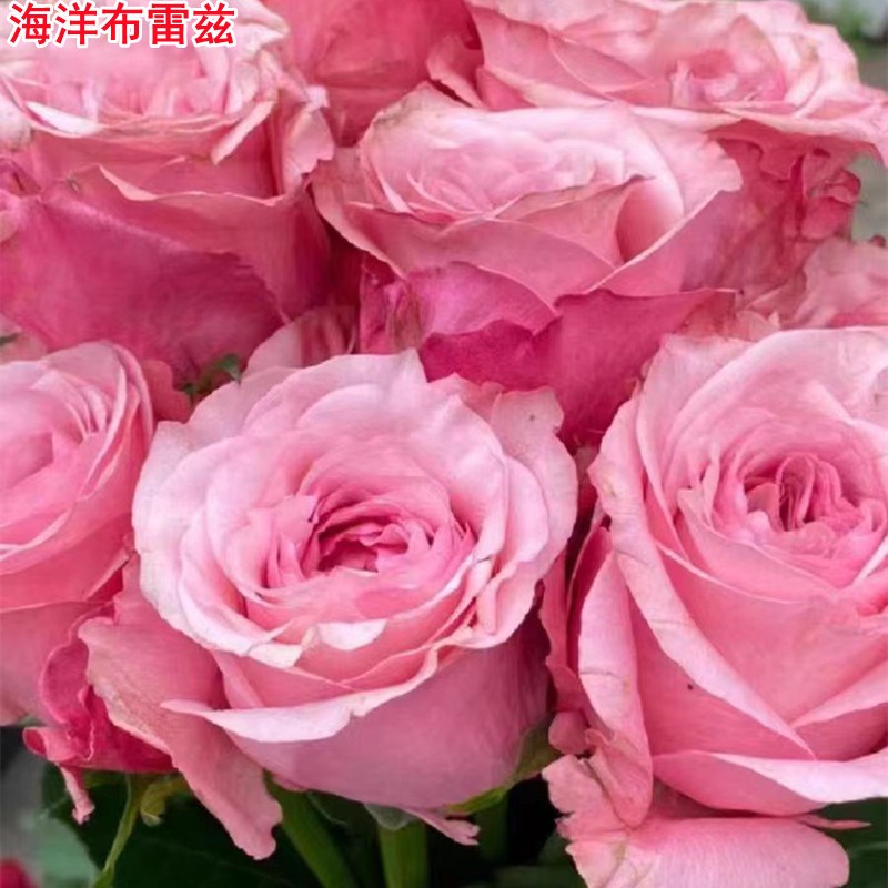 新品海洋布雷兹月季苗国产复古粉色切花玫瑰庭院阳台盆栽四季开花