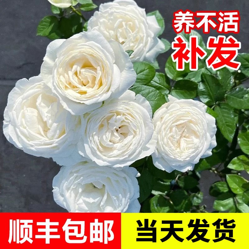 婚礼之路月季花苗藤本植物灌木花卉盆栽庭院爬藤蔷薇大花浓香玫瑰