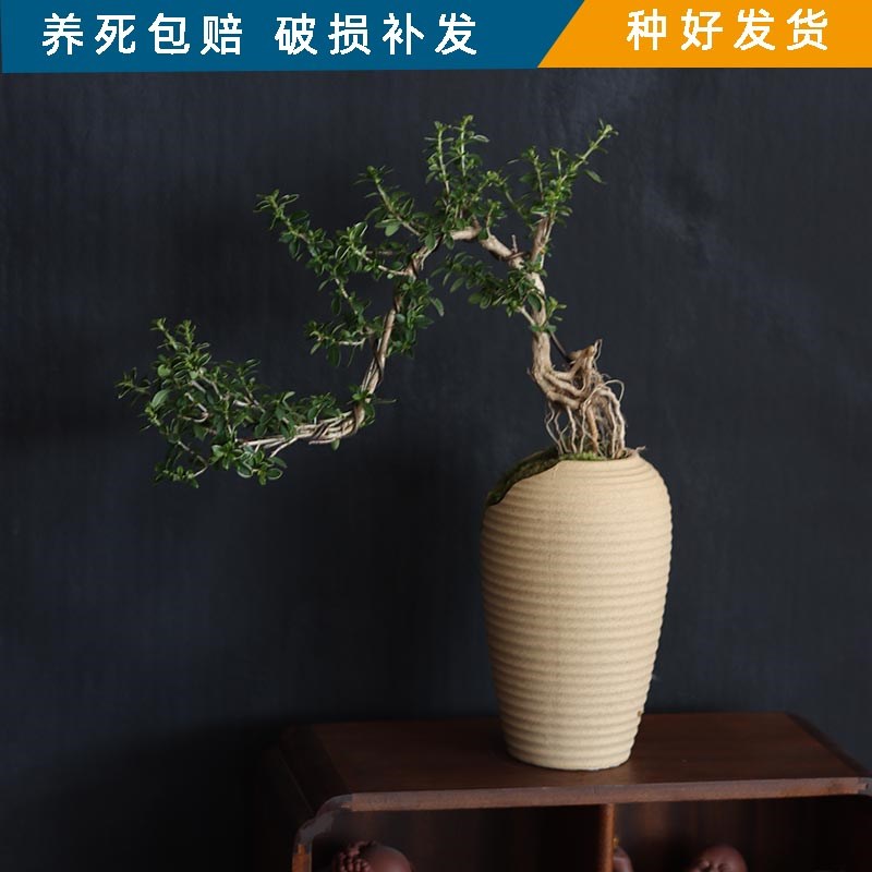 桌面绿植造型六月雪室内花卉盆栽网红大型植物四季开花办公室客厅图片