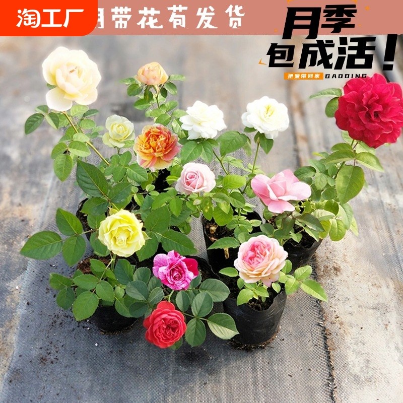 果汁阳台月季花苗开花玫瑰小苗四季盆栽花卉爬藤植物藤本蔷薇绿植