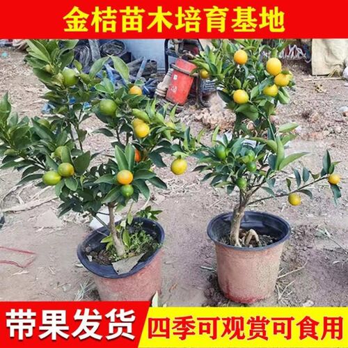 金豆盆景雀梅老桩盆景金弹子树苗黄栌盆景金豆老桩盆景观果微型