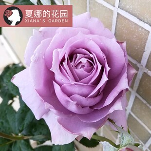诺瓦利斯紫色灌木月季花苗玫瑰浓香庭院植物室外四季开花带盆栽好