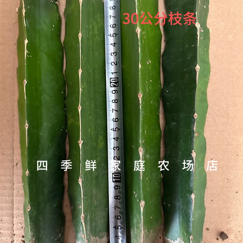 嫁接火龙果三角柱蟹爪兰猴尾仙人球令箭花龙骨嫁接钻木嫁接专用