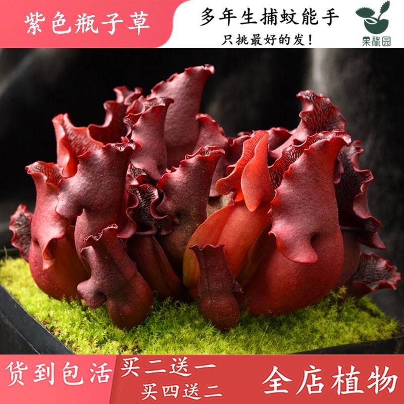 紫色瓶子草【大型食虫草造景观缸水陆双栖植物大口瓶子食虫植物】图片