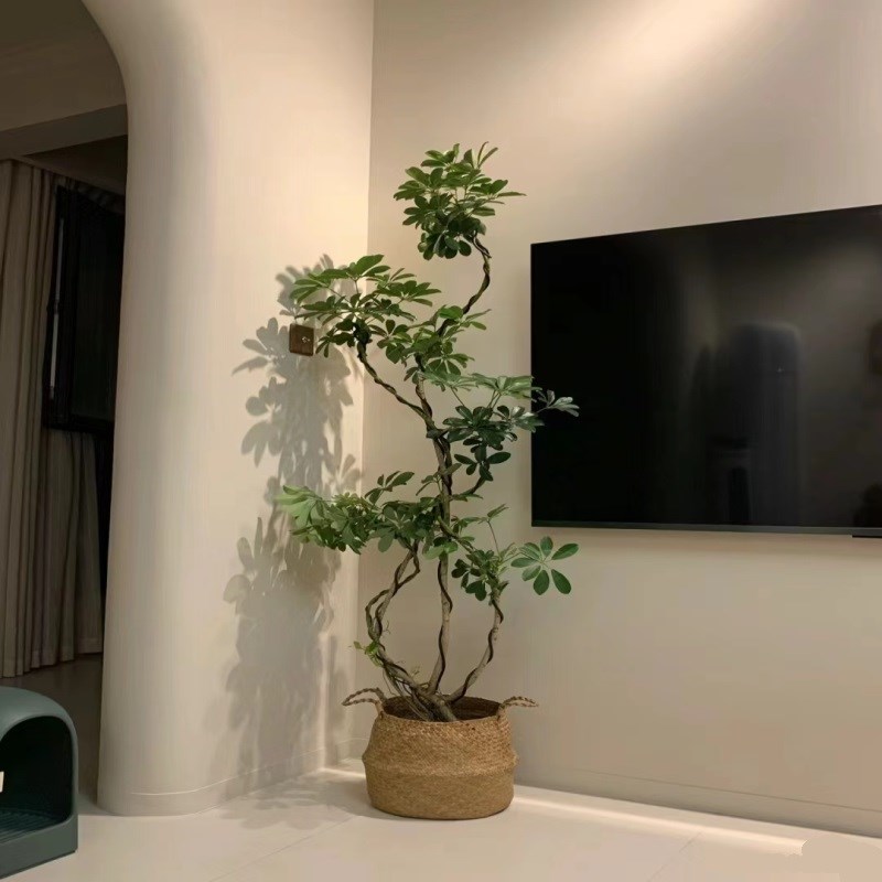 造型鸭脚木鸭掌木八方来才鹅掌才盆景大型室内盆栽绿植办公室盆栽图片