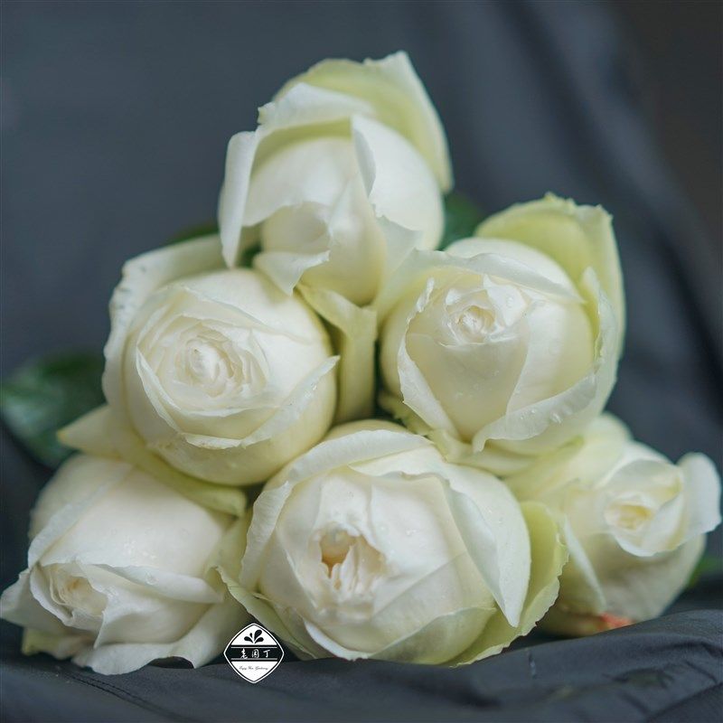 婚礼之路天鹅古董 切花月季 白色仙气直立紧凑 老园丁庭院盆栽,鲜花速递/花卉仿真/绿植园艺,月季/蔷薇/玫瑰,淘宝优惠券,粉丝福利购,淘宝优惠卷