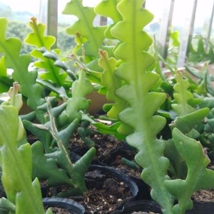 开花好看带浓根15 叶子如鱼骨 20cm中大苗 鱼骨昙花 鱼骨令箭荷花