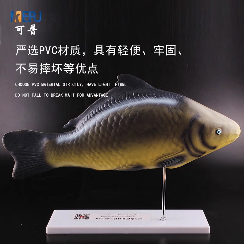可普 鱼解剖模型内脏可拆卸初高中生物教学演示教具生物动物模型