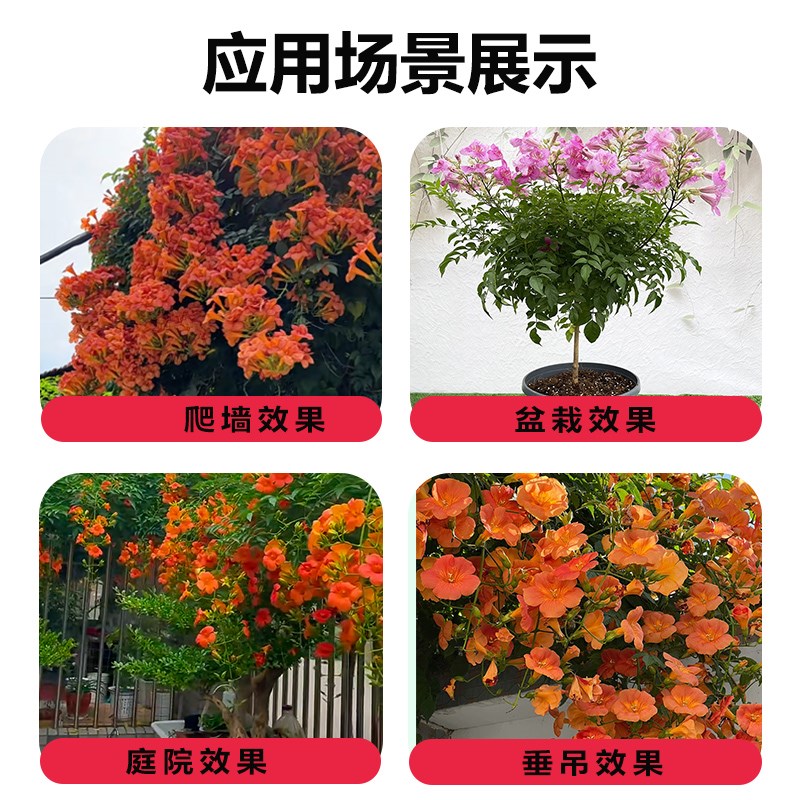 凌霄花爬藤植物大苗粉色橙色凌霄花树苗盆栽庭院四季开花炮仗花
