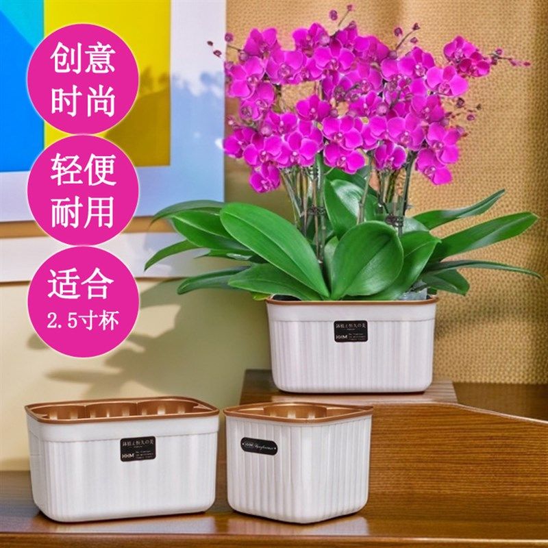 简约耐用蝴蝶兰专用组盆 桌面摆设2.5寸兰花盆小盆栽多孔方形花钵