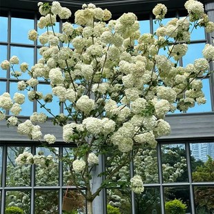 中华木绣球斗球花盆栽苗庭院树苗多年生木本树绣球花花苗花卉植物