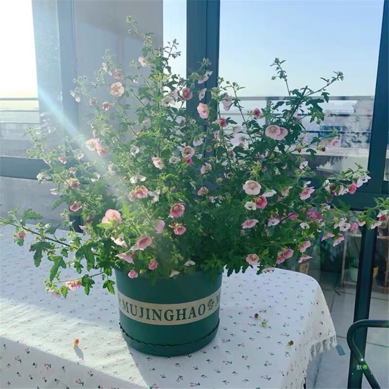 小木槿盆栽芙蓉花优雅女士花室内阳台庭院花卉多年生木本植物包邮