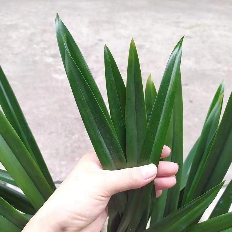 浓香兰花盆栽墨兰企黑报岁兰宽叶兰花苗素心白墨客厅阳台绿植花卉