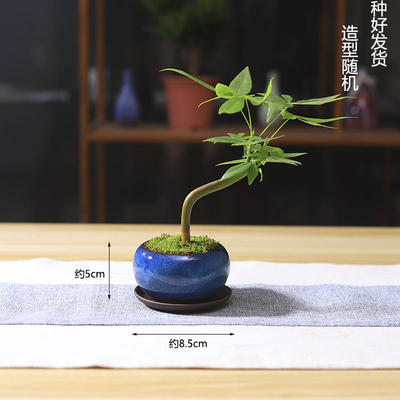 发财树迷你盆栽四季常青室内办公室桌面盆景紫砂微型创意绿植花卉