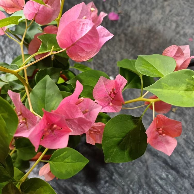 《暗斑夕阳红》三角梅可以爬藤,垂钓 飘枝,四季开花的花卉绿植