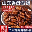 香酥蚕蛹开袋即食山东特产高蛋白肉类熟食下酒菜油炸零食麻辣水煮