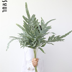 新品 蓝星水龙骨鲜切银灰色自带滤镜感少见水培网红绿植水养植物