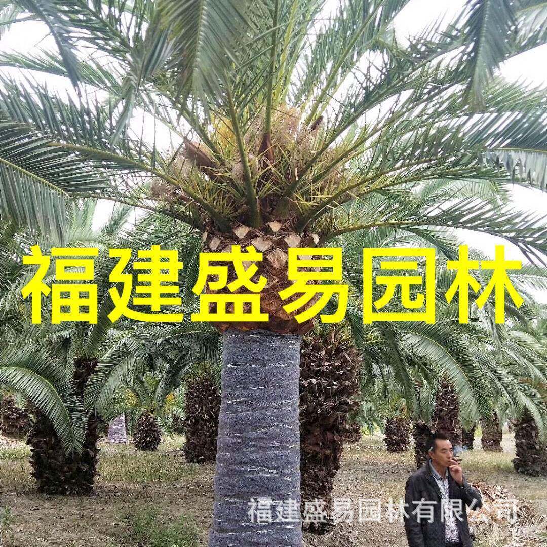 加拿利海枣基地加纳利海枣树加拿利海枣头棕榈加拿利海枣报价
