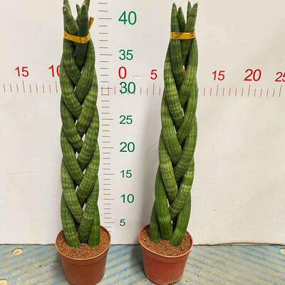 家居室内植物花卉盆栽观赏植物盆栽佛前香