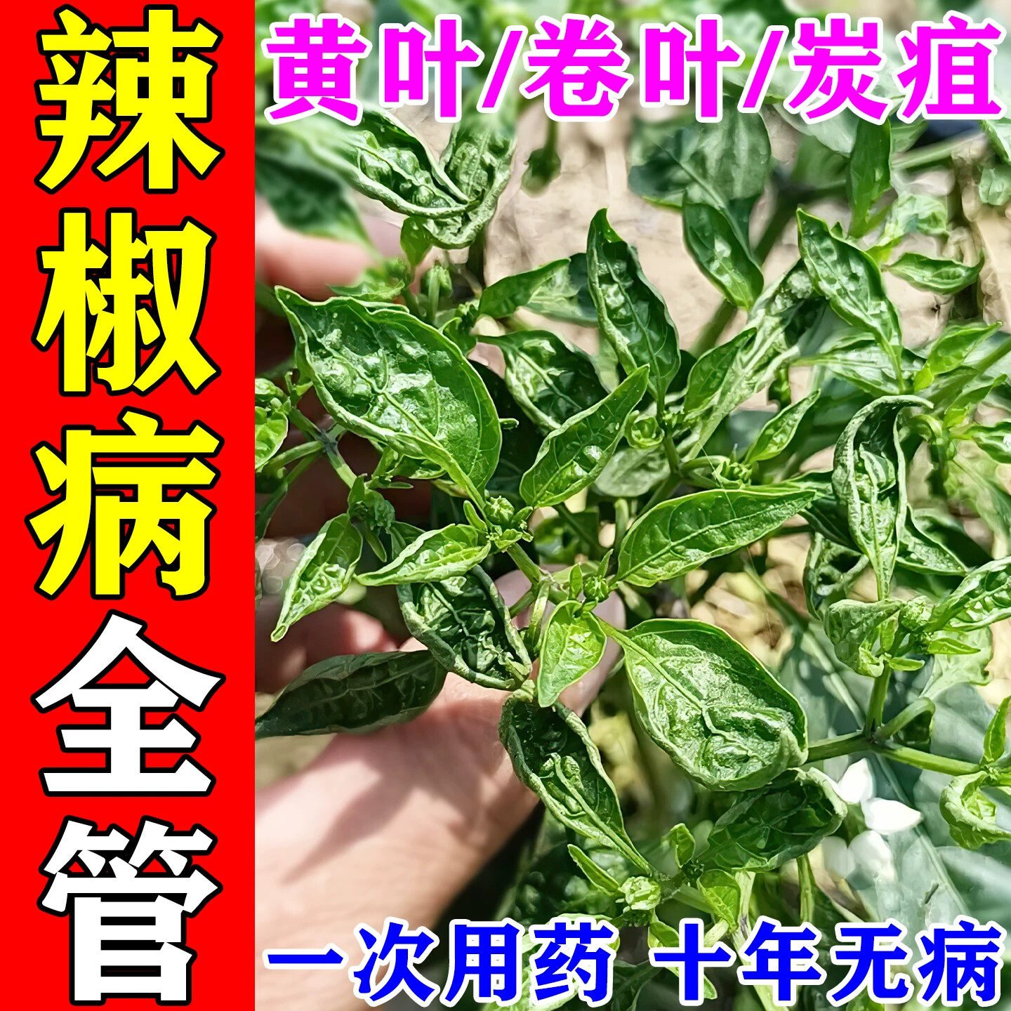 辣椒病毒病专用防卷叶黄叶烂果枯萎药治炭疽灰霉白粉疫病清杀菌剂