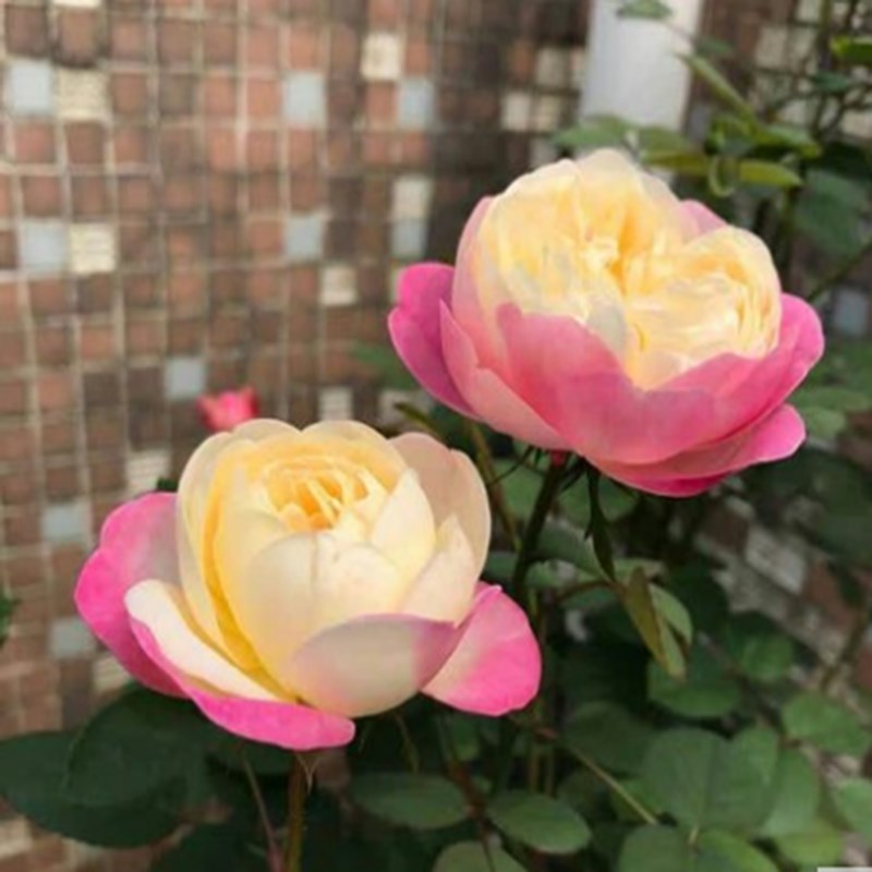 和室月季花苗丰花包子观花阳台玫瑰花卉盆栽绿植物灌木多头群开花