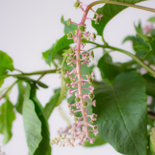 商陆花鲜花云南直发绿色鲜切枝水培绿植商路插花叶材陆商花鲜切花